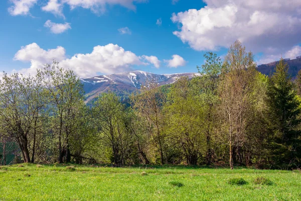 Einem Sonnigen Frühlingstag Freien Schöne Landschaft Den Bergen Wald Hinter — Stockfoto