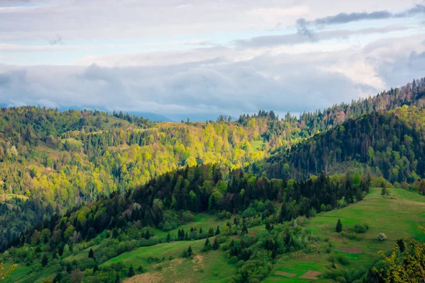 Skog Kullarna Våren Vacker Miljö Bakgrund Bergen Träd Färgglada Grönskande — Stockfoto