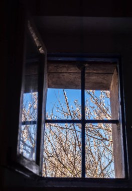 Pencereden dışarı bak. Karantina konsepti. covid-19 bahar çiçeği yasaklandı, evde kal