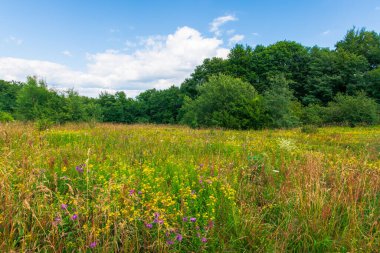 Yazın yabani otlarla dolu çimenli bir çayır. Ormanın etrafındaki ilkel kayın ormanları. Mavi gökyüzünde bulutlar olan güneşli bir yaz havası.