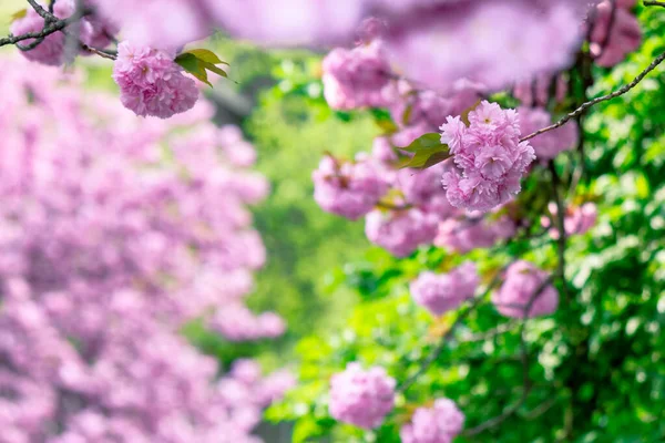 Fleur Cerisier Rose Près Branche Battante Saison Japonaise Des Sakura — Photo