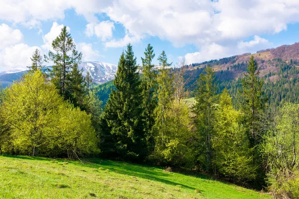 Vidunderlig Landskap Våren Rekke Trær Engen Fjellrygg Blå Himmel Med – stockfoto