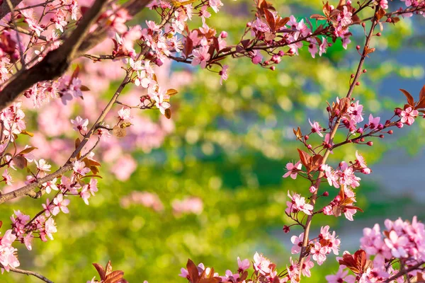 Apple Branch Pik Blossom Beautiful Nature Background Sunny Day Spring — Stock Photo, Image