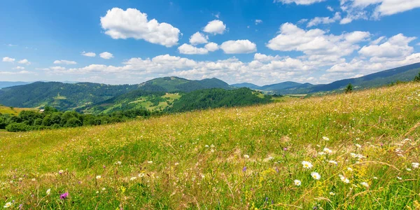 山岳地帯の夏の風景 正午に丘陵地帯に野生のハーブと高山干し草畑 青い空の下の遠くにある森林に覆われた山の尾根 自然の美しさ — ストック写真