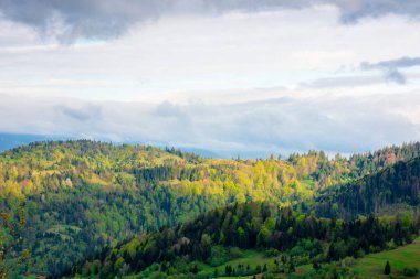 İlkbaharda tepelerde bir orman. Dağlarda güzel bir çevre geçmişi var. Alabildiğine yemyeşil ağaçlar...