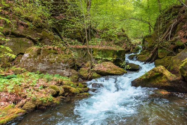 Швидкий Потік Води Серед Лісу Дерева Свіжому Зеленому Листі Красиві — стокове фото