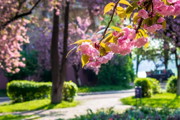 Sakura Zavírá Ráno Krásné Jarní Pozadí Zahradě — Stock fotografie