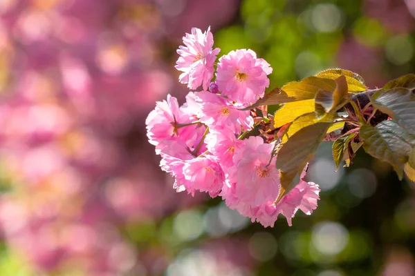 Sakura Close Morning Beautiful Springtime Background Garden — Stock Photo, Image