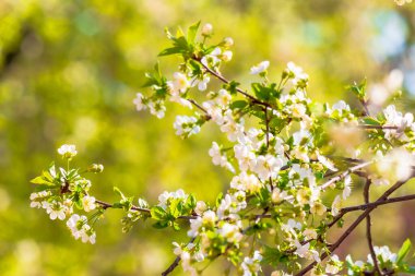 Beyaz çiçekli elma dalı. Baharda güneşli bir günde güzel yeşil bir arka plan. Bulanık arkaplan