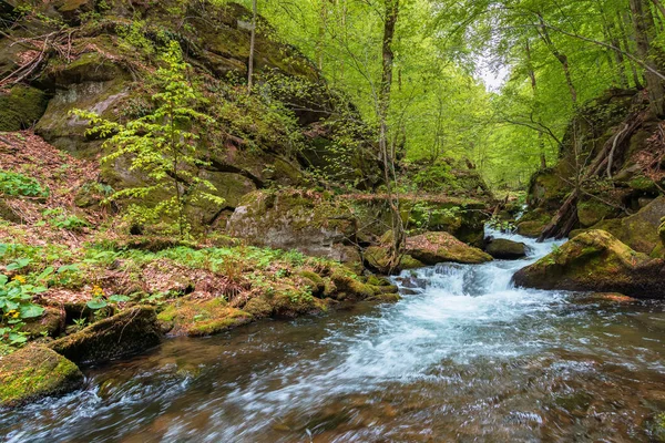 Rychlá Voda Teče Lesem Stromy Svěžím Zeleném Listoví Krásná Přírodní — Stock fotografie