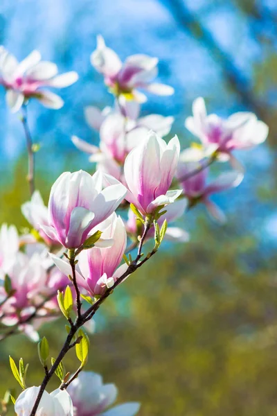 Rosa Magnolienblüten Hintergrund Schöne Naturkulisse Mit Zarten Blumen Frühling Unter — Stockfoto