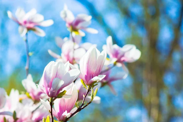 Rosa Magnolienblüten Hintergrund Schöne Naturkulisse Mit Zarten Blumen Frühling Unter — Stockfoto