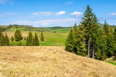 Dağlardaki çimenli çayırlarda bir orman. Dağlık kırların güzel güneşli manzarası. Mavi gökyüzünde kabarık bulutlar