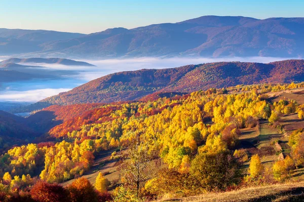 Herfst Zonsopgang Bergachtig Landschap Bomen Gouden Bladeren Weide Verweerd Gras — Stockfoto