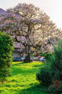Uzhhorod, ukraine - MAY 01, 2018: Paulownia tomentosa tree in blossom, located on Koriatovycha Square. wonderful cityscape of the old town at sunset in evening light.