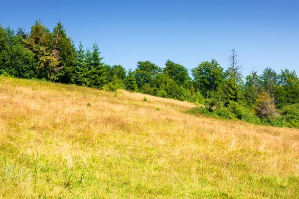 夏の山岳風景の草の牧草地 晴れた日には牧歌的な山の風景 ブナやトウヒの森 — ストック写真