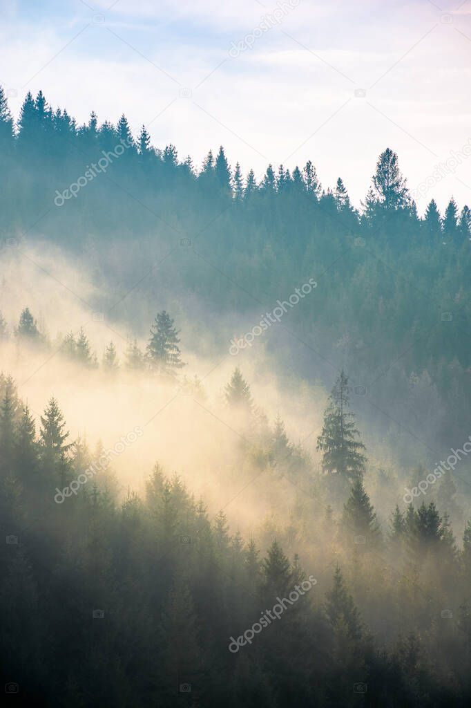 fog above the forest on the hill. mysterious foggy weather in the morning. fantastic mountain scenery