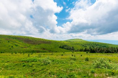 Dağlık tepelerde çayırlarda. Runa, Ukrayna. Uzakta kozalaklı bir orman. Yazın Karpatlar 'ın güzel doğa manzarası. bulutlu hava