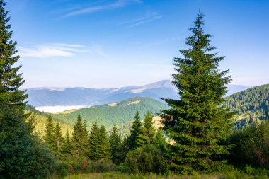 Dağlardaki çimenli çayırlarda bir orman. Sis dolu uzak vadiyle güzel güneşli bir manzara. İnanılmaz sabah manzarası