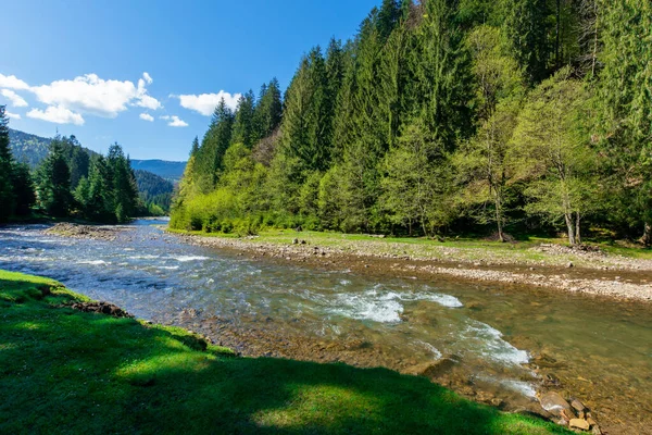 Krajobraz Rzeki Wśród Lasu Górach Piękny Alpejski Krajobraz Wiosną Synevyr — Zdjęcie stockowe