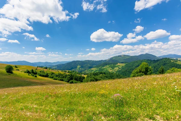 山岳地帯の夏の風景 正午に丘陵地帯に野生のハーブと高山干し草畑 青い空の下の遠くにある森林に覆われた山の尾根 自然の美しさ — ストック写真