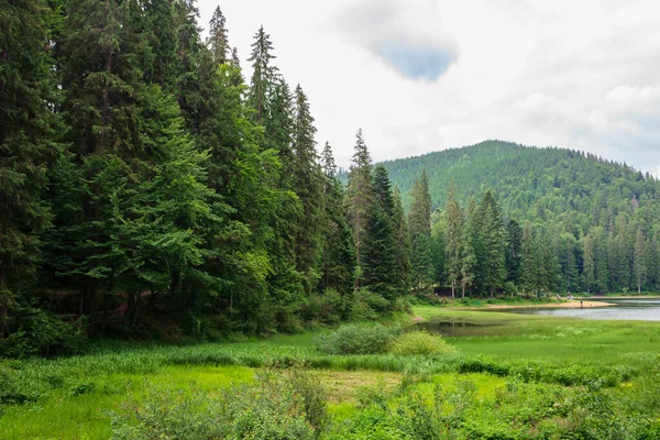 Lago Paisaje Verano Hermoso Paisaje Entre Bosque Las Montañas — Foto de Stock