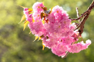 Sakura, sabah kapatırsın. Baharda bahçede güzel bir arka plan