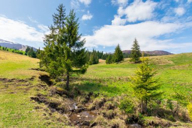 İlkbaharda güzel bir dağ manzarası. Çimenli çayırdaki ağaçlar. Vadide küçük bir dere. Uzak yamaçlardaki ormanlık tepelerde karla kaplı tepeler. cennet manzarası.