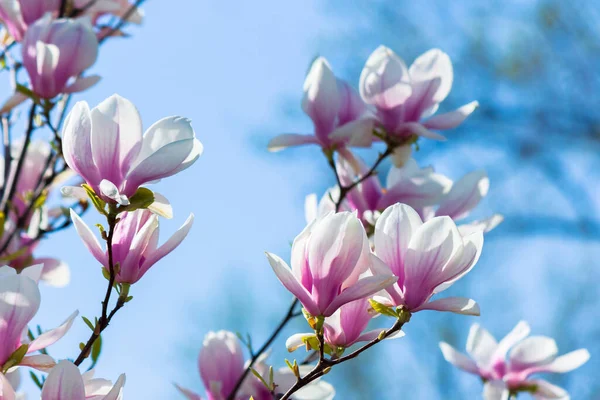 Rosa Magnolienblüten Hintergrund Schöne Naturkulisse Mit Zarten Blumen Frühling Unter — Stockfoto