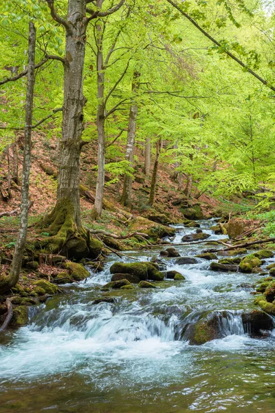 Rasch Fließt Das Wasser Durch Den Wald Bäume Frischem Grünen — Stockfoto