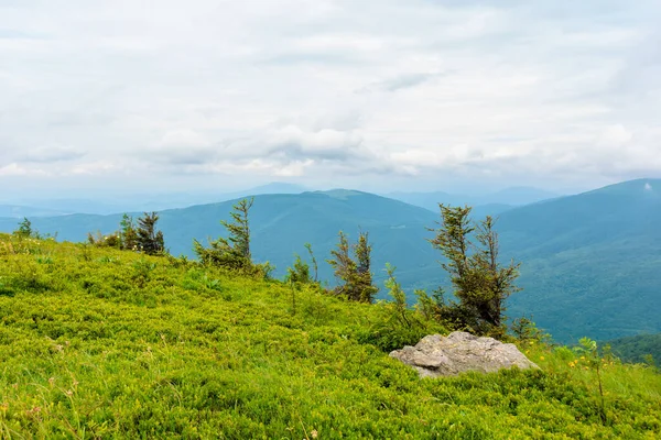 Prati Alpini Mnt Runa Ucraina Fila Alberi Sulla Collina Bellissimo — Foto Stock