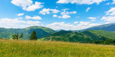 Yazın kırsal arazinin çayırları ve çayırları. Güneşli bir günde cennet gibi bir dağ manzarası. Çimen kaplı tepeler uzak tepelere doğru yuvarlanıyor, parlak mavi bir gökyüzünün altında, tüylü bulutlarla.