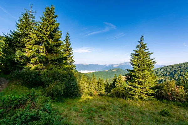 Floresta Prado Gramado Nas Montanhas Bela Paisagem Ensolarada Com Vale — Fotografia de Stock