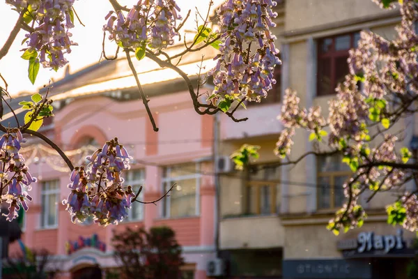 Uzhhorod Ukraine May 2018 Paulownia Tomentosa Tree Blossom Close Located — Zdjęcie stockowe