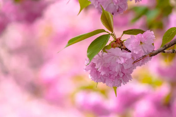 Sakura Sabah Kapatırsın Baharda Bahçede Güzel Bir Arka Plan — Stok fotoğraf