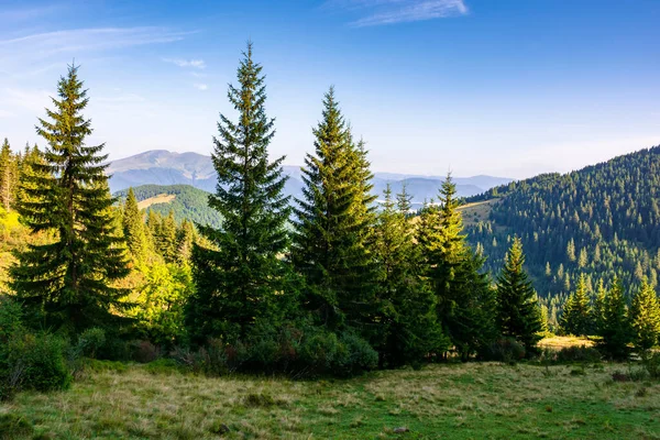 Floresta Prado Gramado Nas Montanhas Bela Paisagem Ensolarada Com Vale — Fotografia de Stock