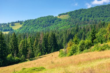 Yazın dağlık manzaralı çimenli çayırlar. Güneşli bir günde cennet gibi bir dağ manzarası. Kayın ve alaçam ormanları