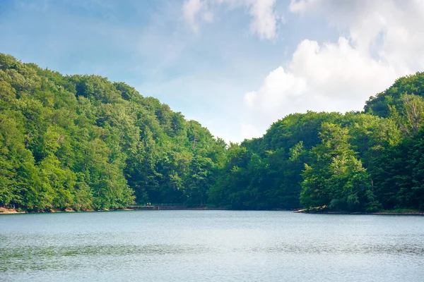 ブナ林の間にある湖です 夏の穏やかな自然の風景 水の中に映る空と木々 午後の天気はふわふわの雲で — ストック写真