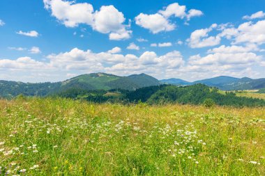 Dağlık kırların yaz manzarası. Öğle vakti tepelerde yabani otlarla dolu dağlık saman tarlaları. Mavi gökyüzünün altında, tüylü bulutlarla kaplı ormanlık dağ sırtı. Doğa güzelliği