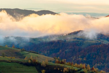 Dağlarda sonbahar günbatımı. Sisin arasındaki ağaç tepesi tepelerden yuvarlanıyor. gizemli doğa manzarası
