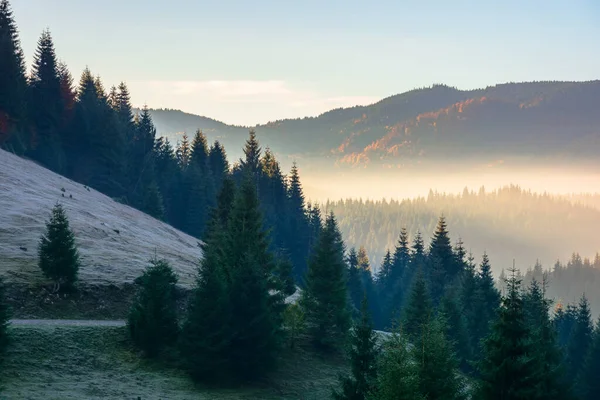 Лісовий Пейзаж Тумані Гора Сяючим Туманом Долині Силуети Соснових Дерев — стокове фото