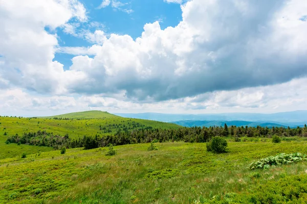 Prados Alpinos Mnt Runa Ucrania Bosque Coníferas Distancia Hermoso Paisaje — Foto de Stock