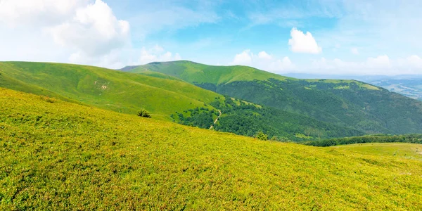 Karpatya Dağ Sırtı Borzhava Nın Alp Manzarası Rüzgarlı Bir Yaz — Stok fotoğraf