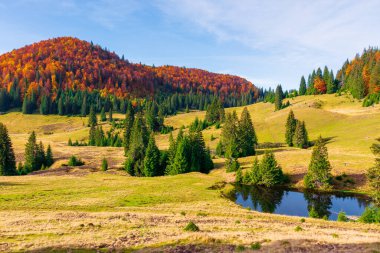 Dağlarda sonbahar manzarası. Göl kenarındaki çayırların etrafındaki köknar ağaçları sararmış otların içinde. Kayın ormanının renkli kırmızı turuncu renginde uzak bir tepe