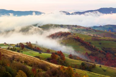Dağlarda sonbahar günbatımı. Sisin arasındaki ağaç tepesi tepelerden yuvarlanıyor. gizemli doğa manzarası