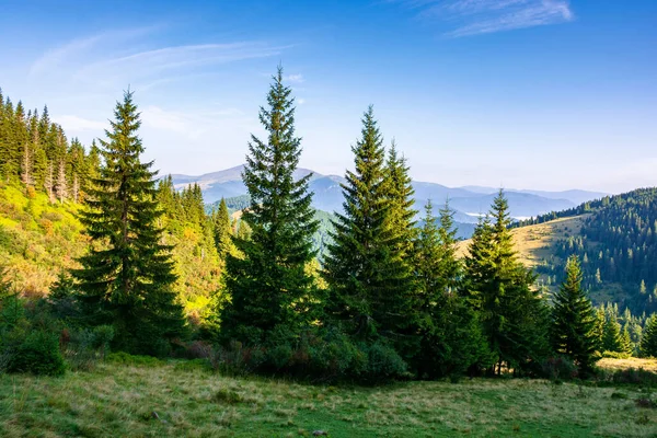 Las Trawiastej Łące Górach Piękny Słoneczny Krajobraz Odległą Doliną Pełną — Zdjęcie stockowe