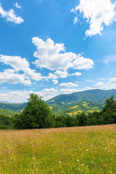 夏天的田野和牧场 阳光灿烂的日子里 山清水秀 青草铺满了小山 在明亮的蓝天下 长满了蓬松的云朵 滚向远方的山脊 — 图库照片