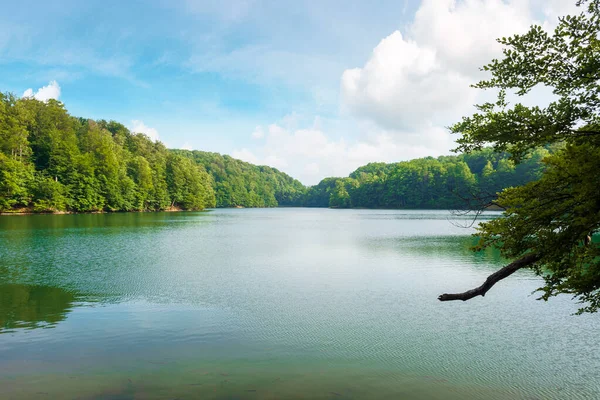 ブナ林の間にある湖です 夏の穏やかな自然の風景 水の中に映る空と木々 午後の天気はふわふわの雲で — ストック写真