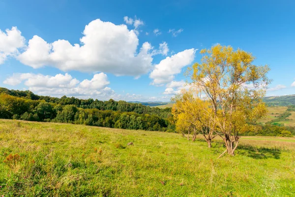 丘の上の黄色の葉の木 秋の美しい田園風景 山の中の晴れた日 青い空にふわふわの雲 — ストック写真