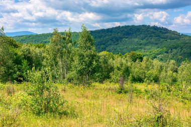 Dağlardaki çayır üzerinde genç bir orman. Yazın mavi gökyüzünün altında ağaçların olduğu kabarık bulutların olduğu bir yaz manzarası.